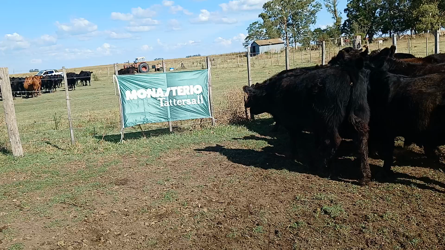 Lote 29 Terneros/as en Rauch