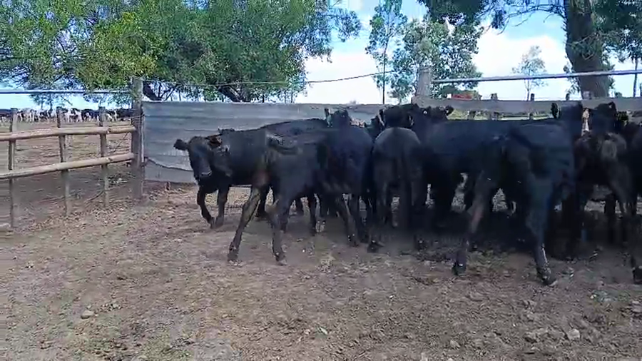 Lote 12 Vaquillonas  a remate en Ultima pantalla del año - Escritorio Camy, San José