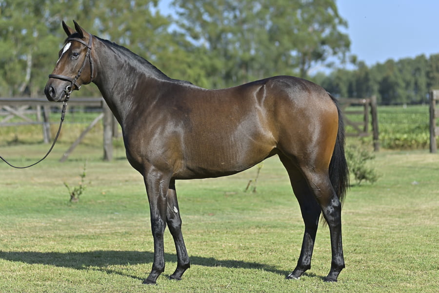 Lote BRESSIA (H) - LUCULLAN x LA HAVILLAND