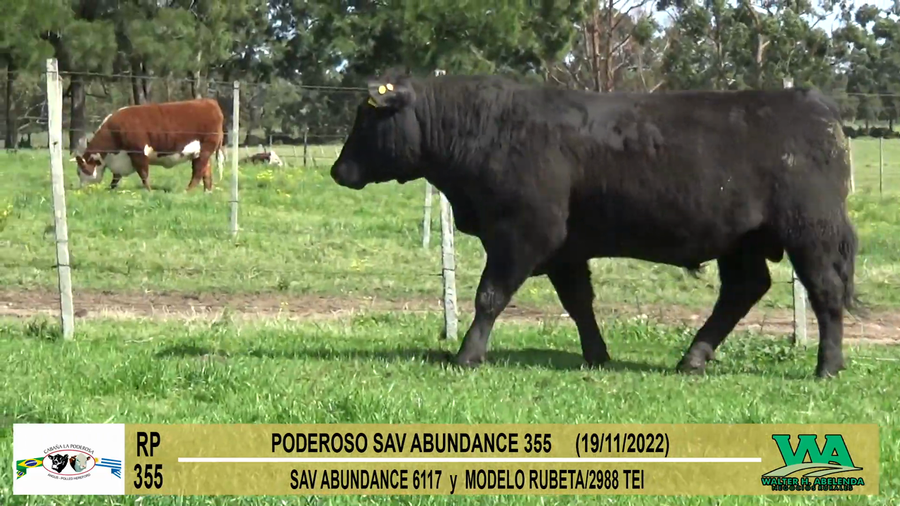 Lote Toros PI / PO / PC Angus a remate en Cabaña La Poderosa, Florida