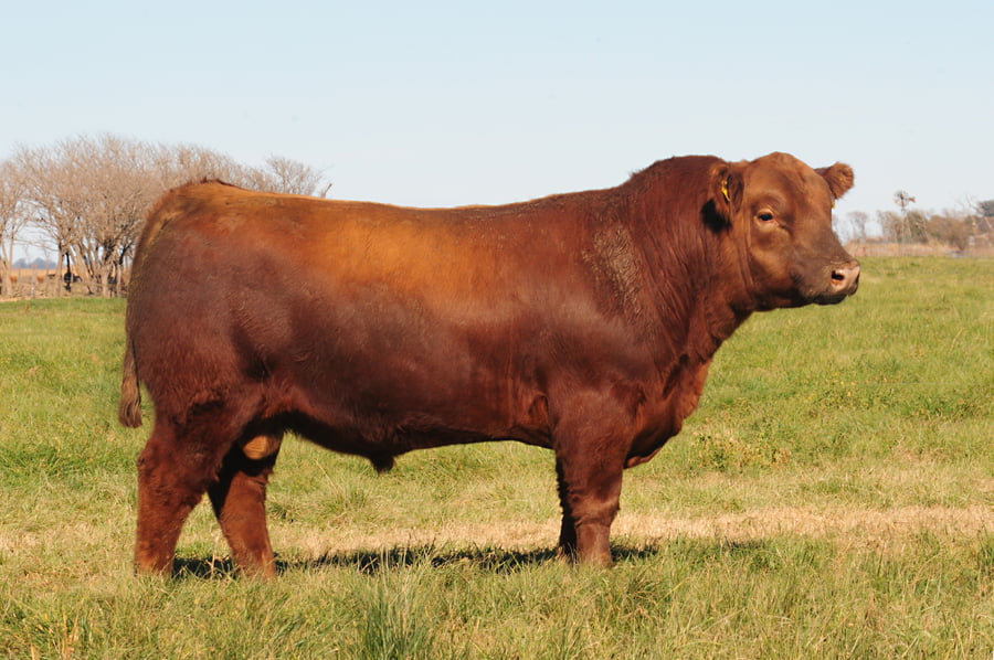 Lote Toros PP Destacados