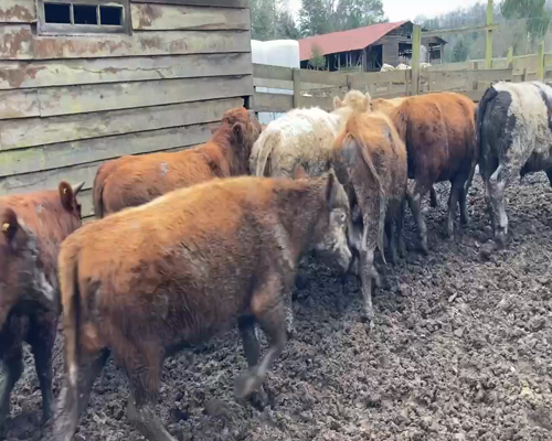 Lote 23 Novillo Engorda en Frutillar, X Región Los Lagos