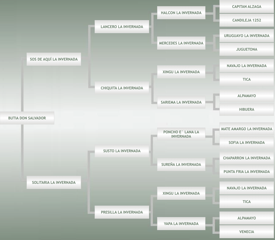 Lote Butia Don Salvador