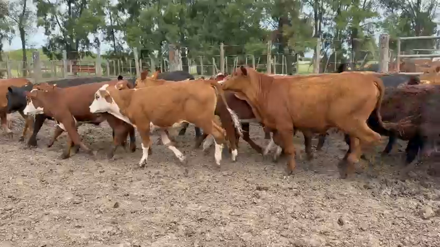 Lote 70 Vaquillonas en Santa Fe, Margarita