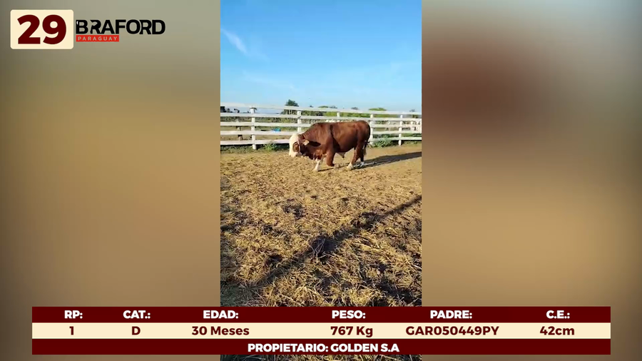 Lote LOTE 29 - TOROS DE CAMPO