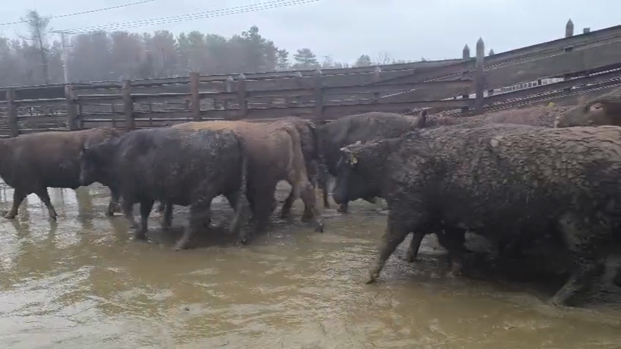 Lote 20 Vaquilla Gorda en Los Ángeles, VIII Región Biobío