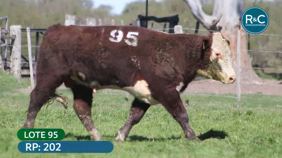 Lote Hereford
