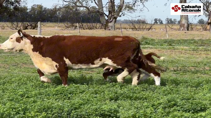 Lote CABAÑA AITONAK: 6 VACAS POLLED HEREFORD 2º y 3º CON TERNERO AL PIE
