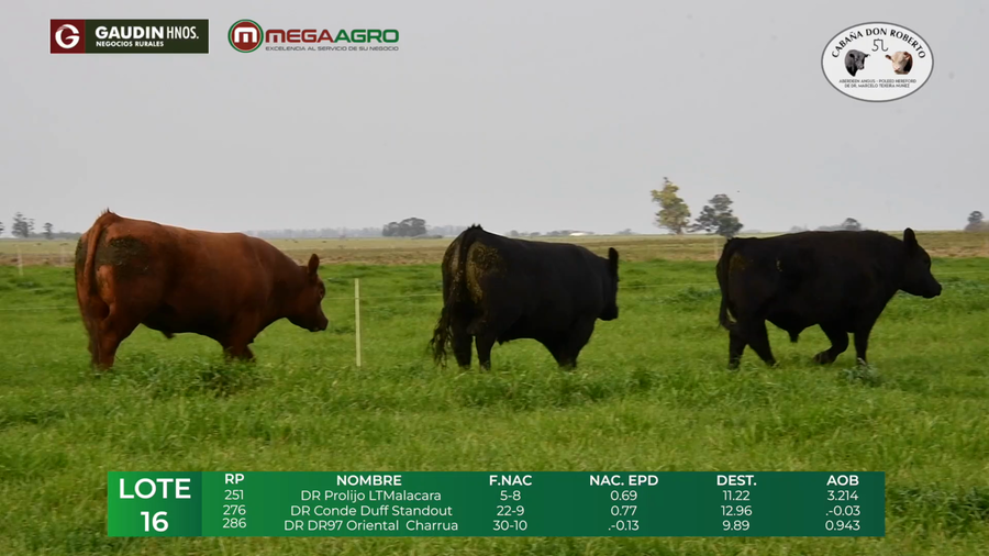 Lote LOTE 16      ANGUS     2 años