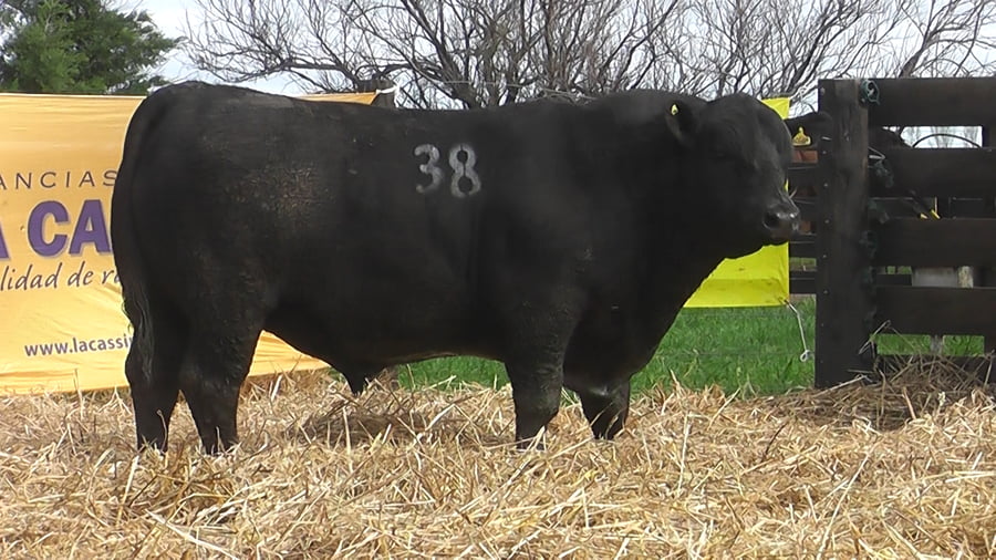 Lote TOROS ANGUS PUROS CONTROLADOS
