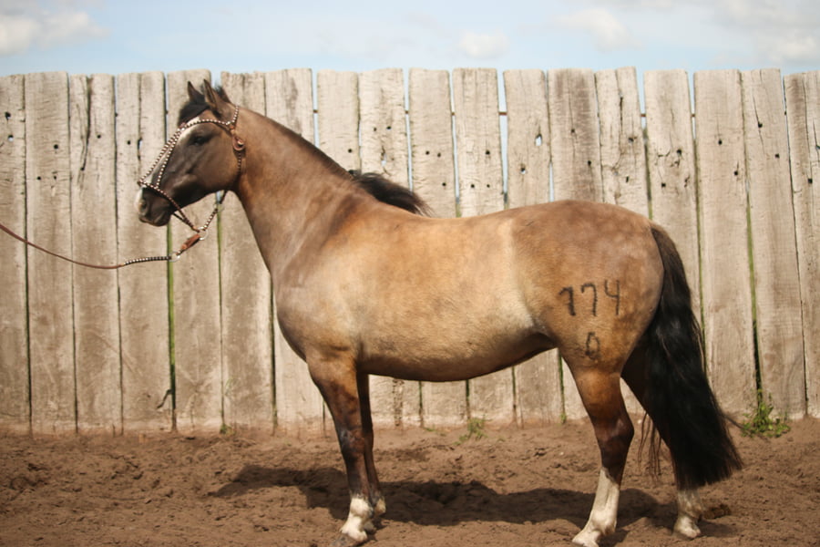 Lote LACAMPANA LUNITA