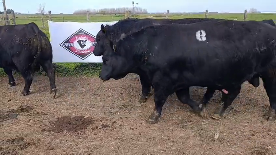Lote Toros