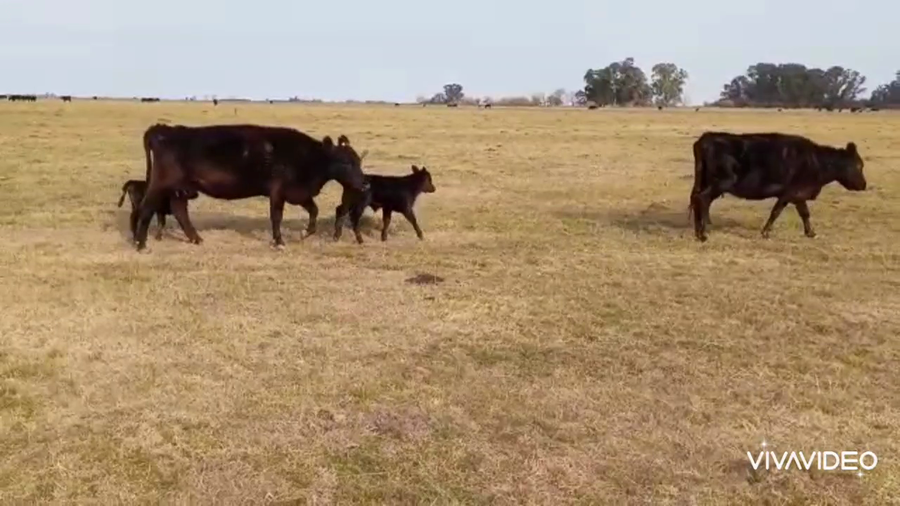 Lote 11 Vacas CUT con cría en Gral. Paz, Buenos Aires