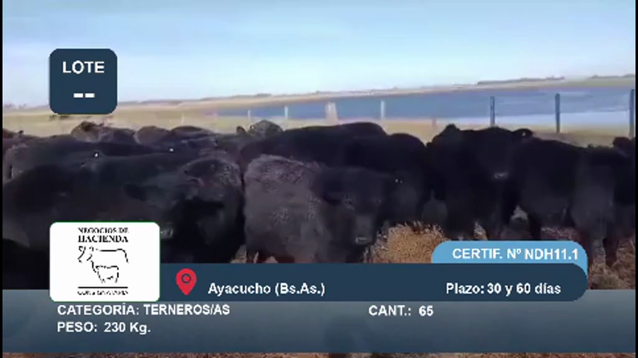 Lote 65 Terneros/as en Buenos Aires, Ayacucho