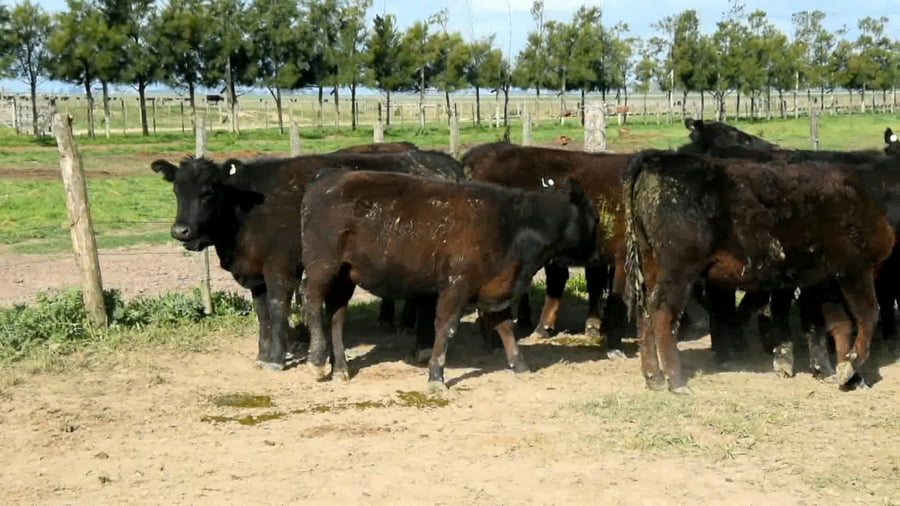 Lote Vaquillonas generales para servicio