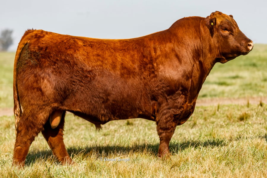 Lote TORO COLORADO PP