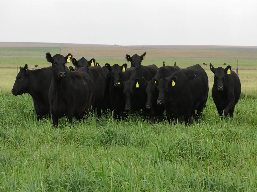 Lote VAQ. ANGUS NEGRAS P. CONTROLADAS C/GTÍA DE PREÑEZ