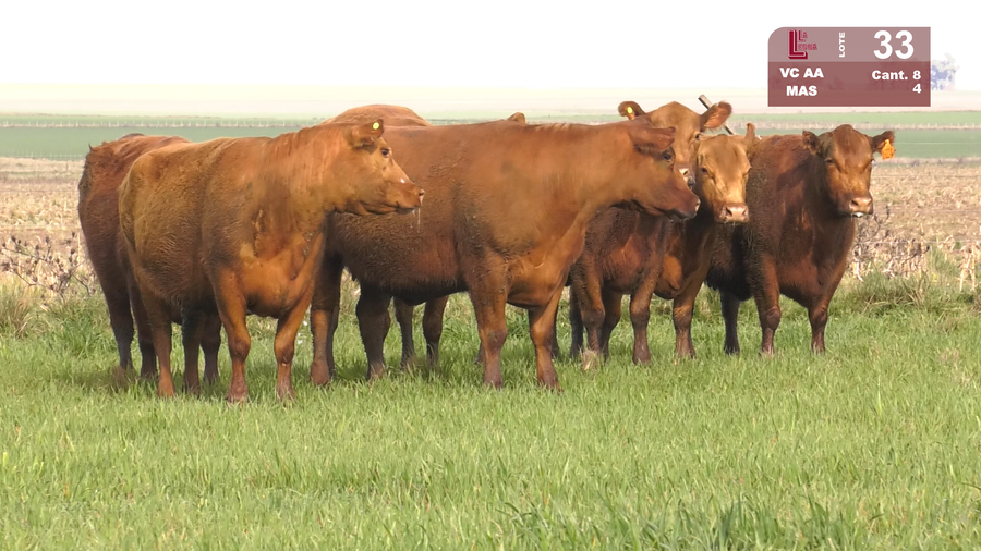 Lote VACAS ANGUS COLORADAS MAS C/GTÍA DE PREÑEZ