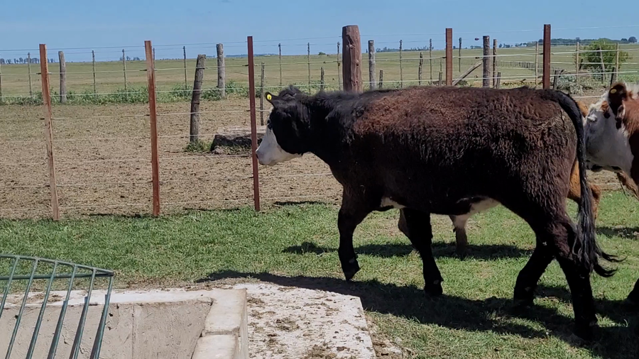 Lote 65 Novillitos en Dolores, Buenos Aires