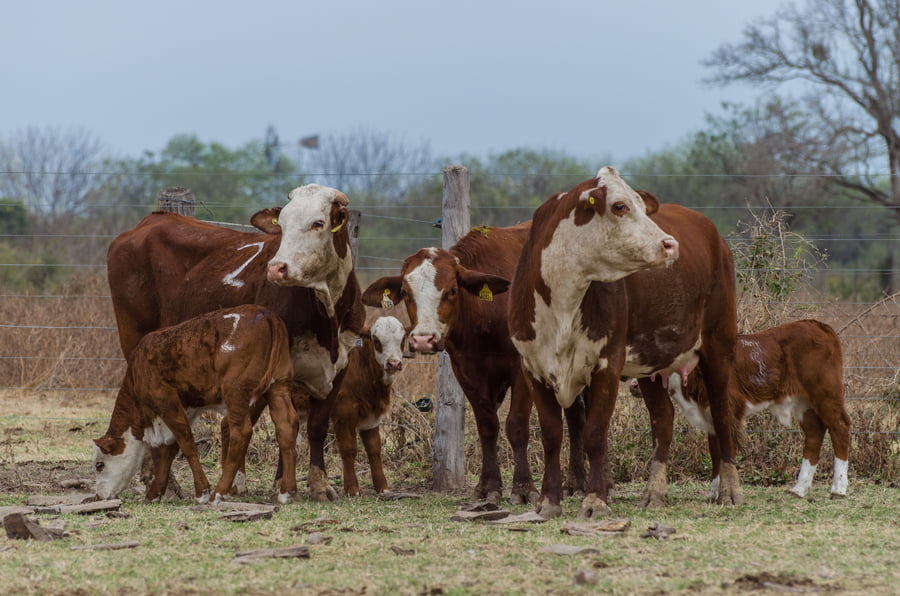 Lote Corral 52 - CABAÑA MILENA