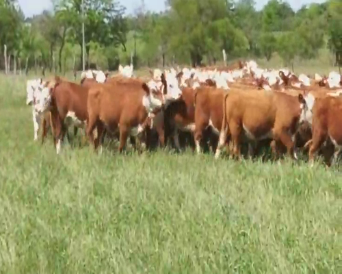 Lote 75 Terneras en Villaguay, Entre Ríos