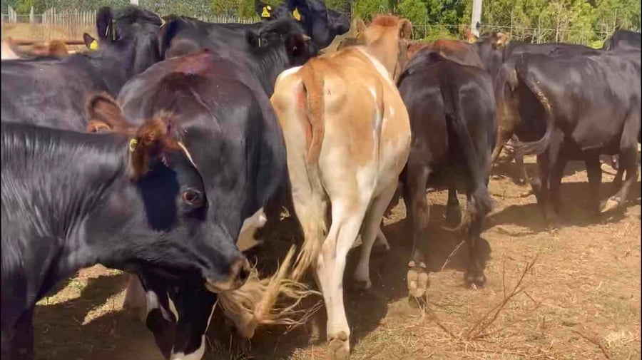 Lote 43 Vaquilla Gorda en Fresia, X Región Los Lagos
