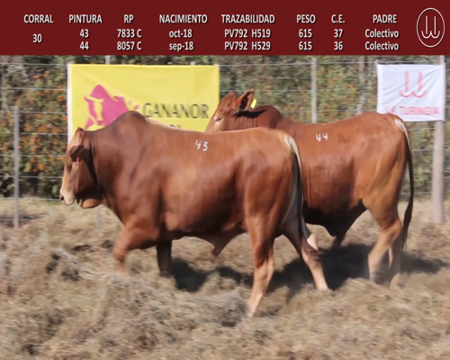 Lote TOROS BRANGUS DE CABAÑA LA TURINGIA