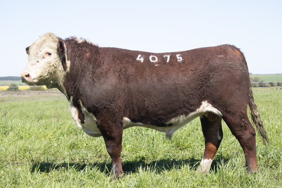 Lote 13