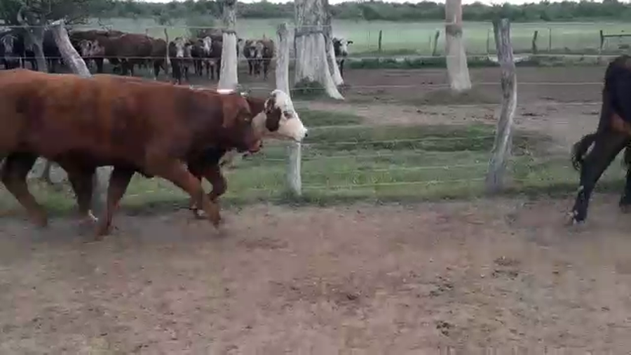 Lote 60 Vaquillonas Braford y sus cruzas en Guayquiraro, Corrientes