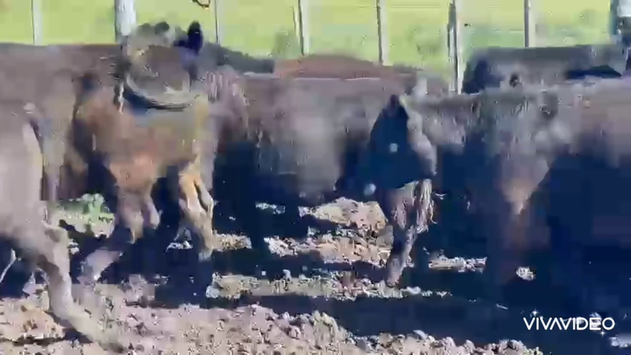 Lote 50 Novillitos en Tordillo, Buenos Aires