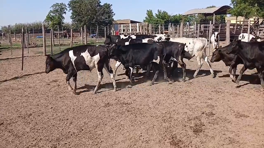 Lote 27 Terneros Holando Argentino y Kiwi cross en Eusebia, Santa Fe