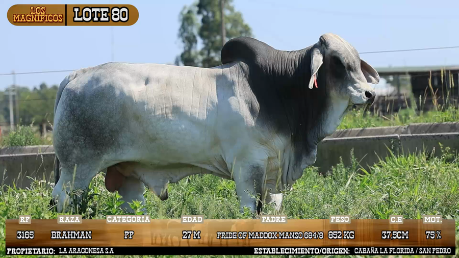 Lote LOTE 80 - VIVO