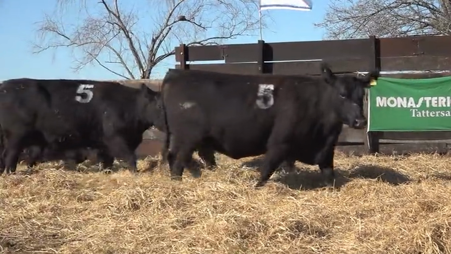 Lote Vaquillas  con Crias Me Ken