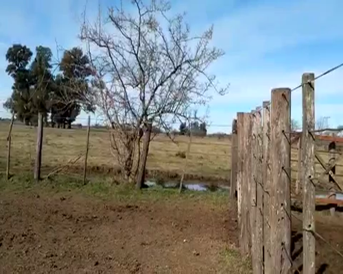 Lote 59 Terneros de 175Kg en Gral. Las Heras, Buenos Aires