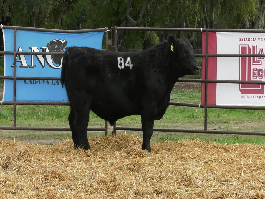 Lote TOROS ANGUS NEGROS PC