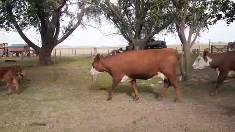 Lote 28 Vacas nuevas C/ cria en Buenos Aires, 9 de Julio