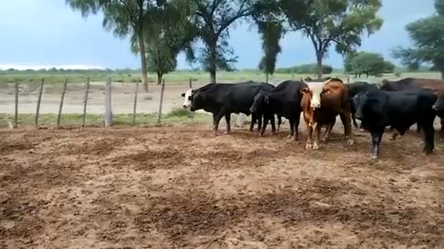 Lote 45 Novillos en Juan José Castelli, Chaco