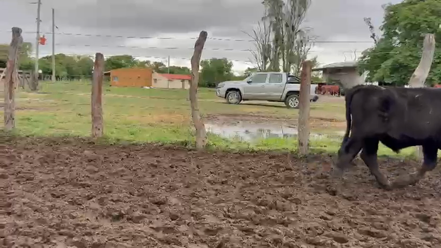 Lote 106 Terneros en Corrientes, Bella Vista