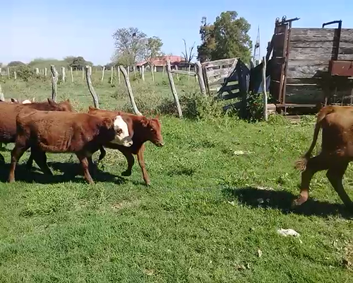 Lote 80 Terneros/as en Federal, Entre Ríos