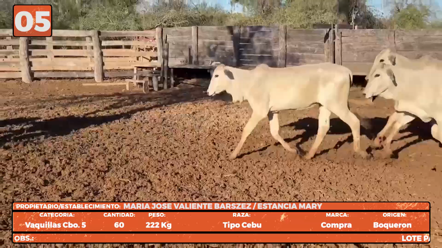 Lote LOTE 5