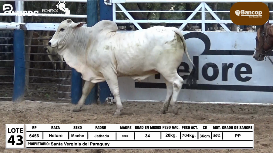 Lote Lote 43