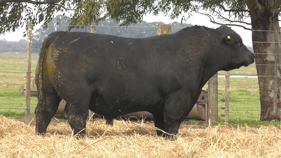 Lote TOROS PUROS POR CRUZA