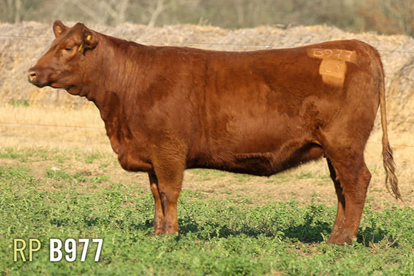 Lote 3 VAQUILLONAS PREÑADAS PURAS DE PEDIGREE