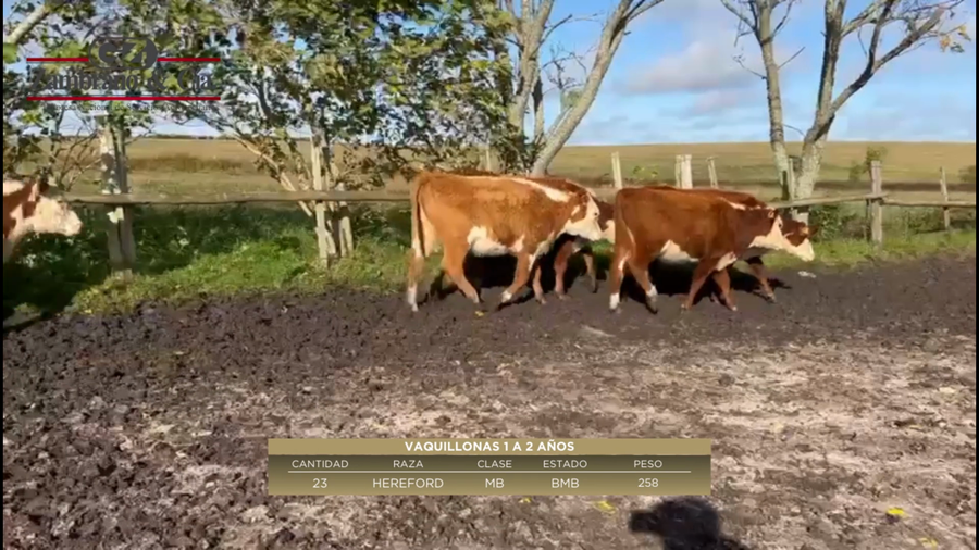 Lote 23 Vaquillonas 1 a 2 años a remate en 6º Expo Nacional Hereford 258kg -  en Piedras Coloradas