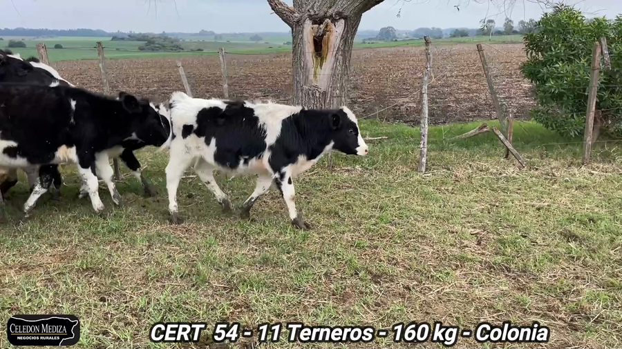 Lote 11 Terneros en El Ensueño, Colonia