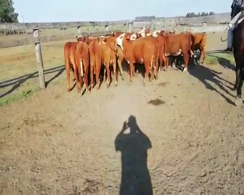 Lote 25 Vaquillonas en Villaguay, Entre Ríos