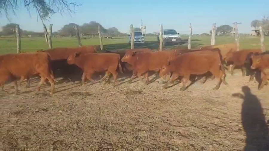 Lote 110 Terneros/as