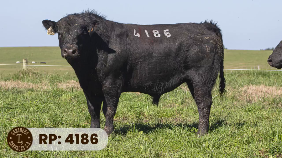 Lote RP 4186