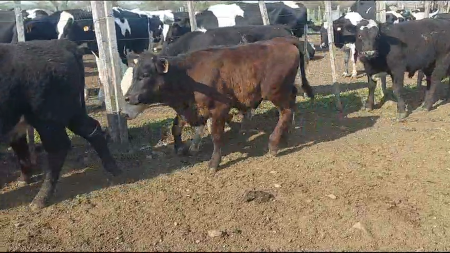 Lote 10 Terneros Cruzas a remate en Aniversario 115 Años - Camy en Chamizo