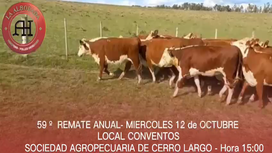 Lote 16 VAQUILLONAS PREÑADASA